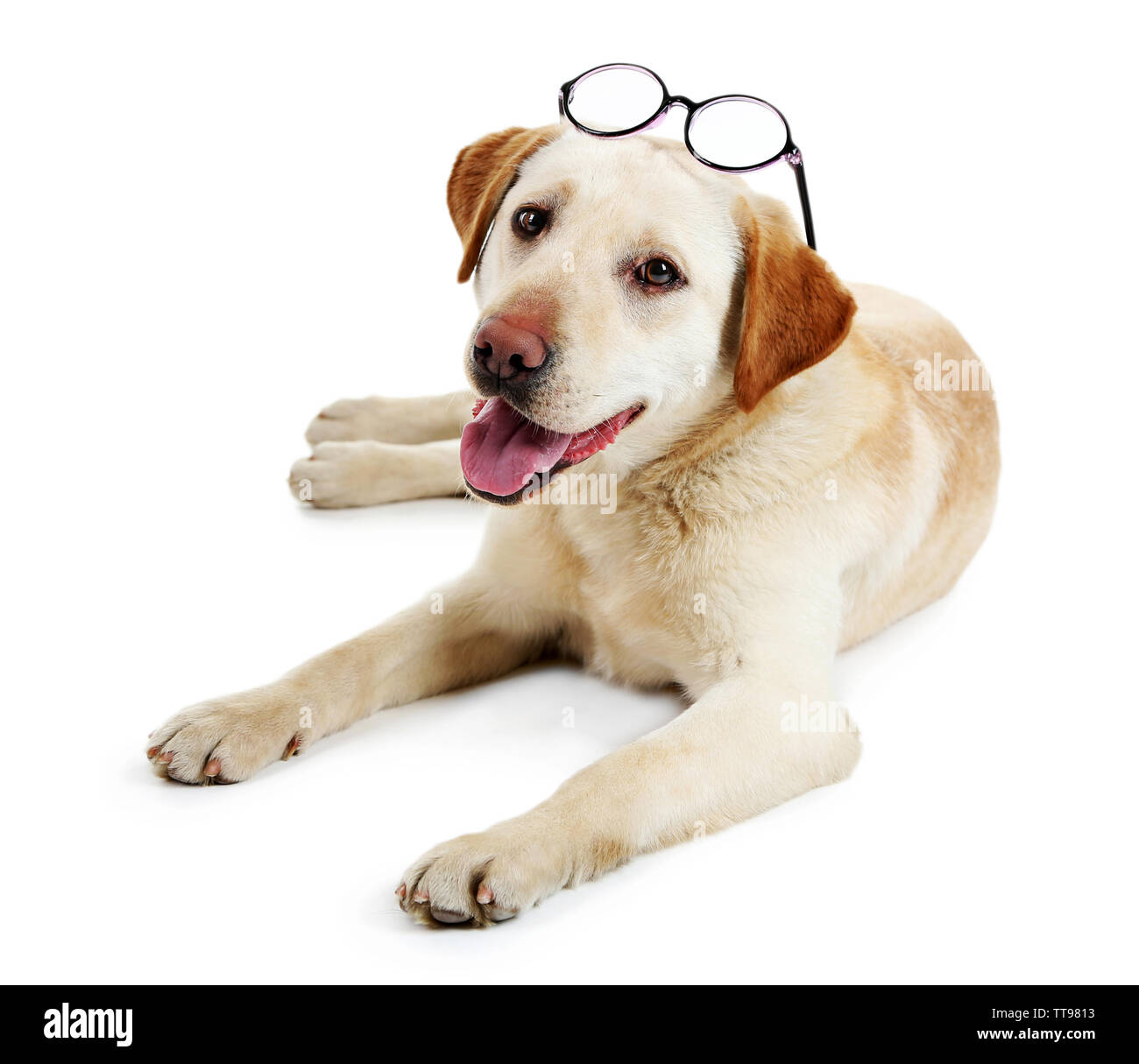 Cute dog with glasses isolated on white background Stock Photo - Alamy