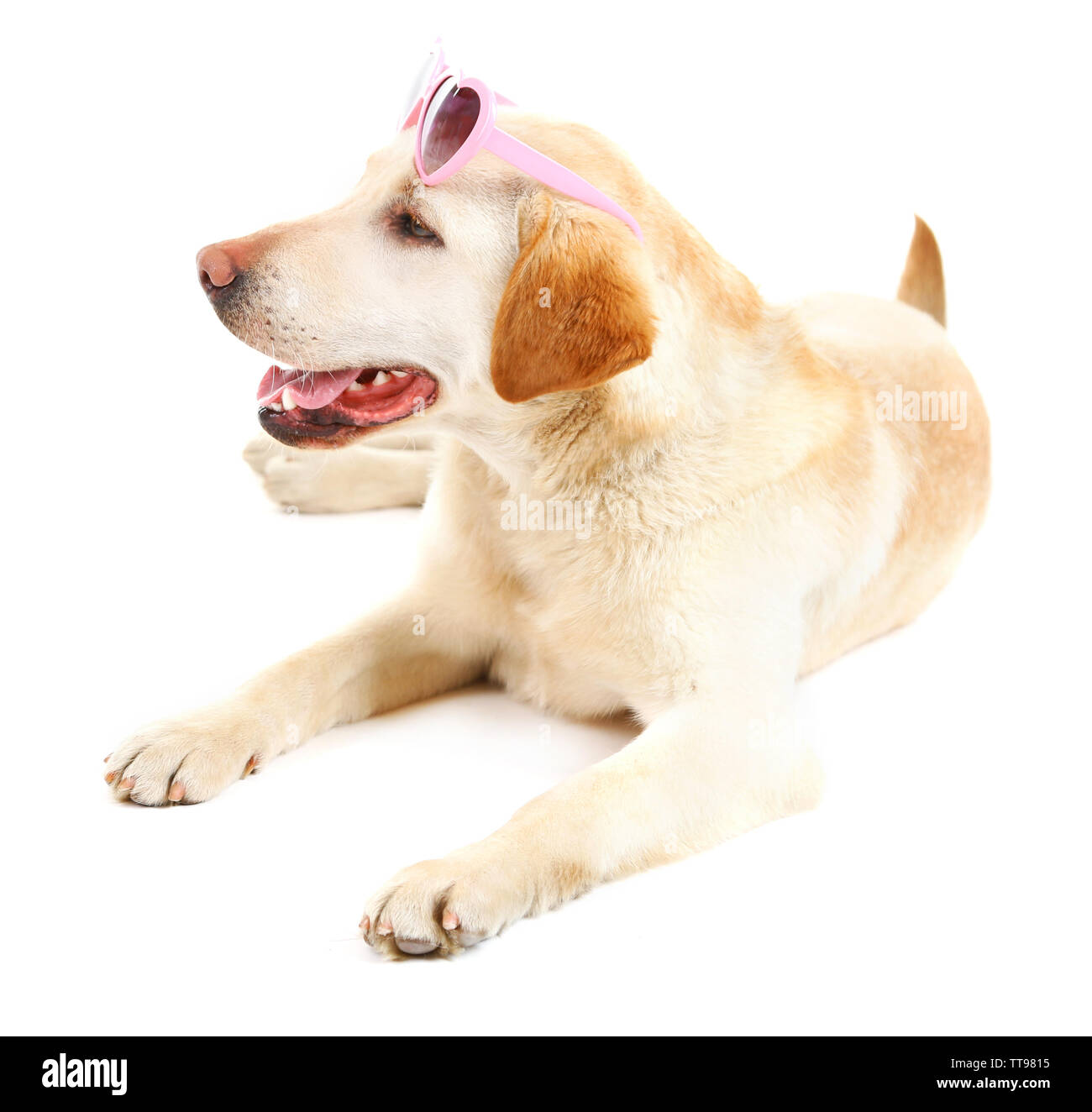 Cute dog with sunglasses isolated on white background Stock Photo - Alamy