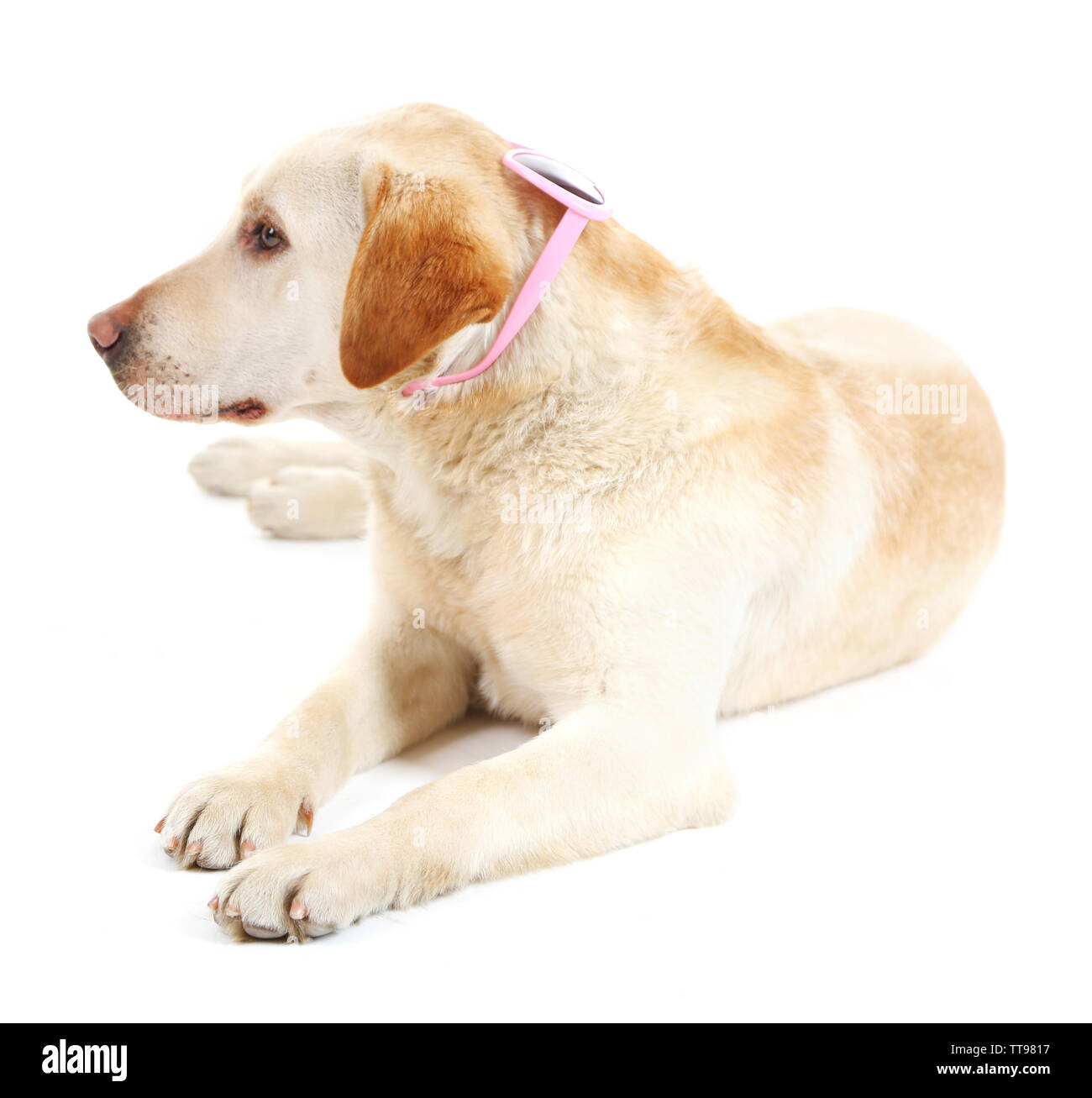Cute dog with sunglasses isolated on white background Stock Photo - Alamy