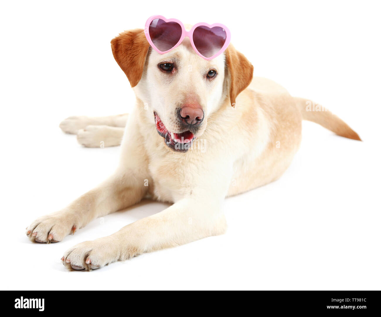 Cute dog with sunglasses isolated on white background Stock Photo - Alamy