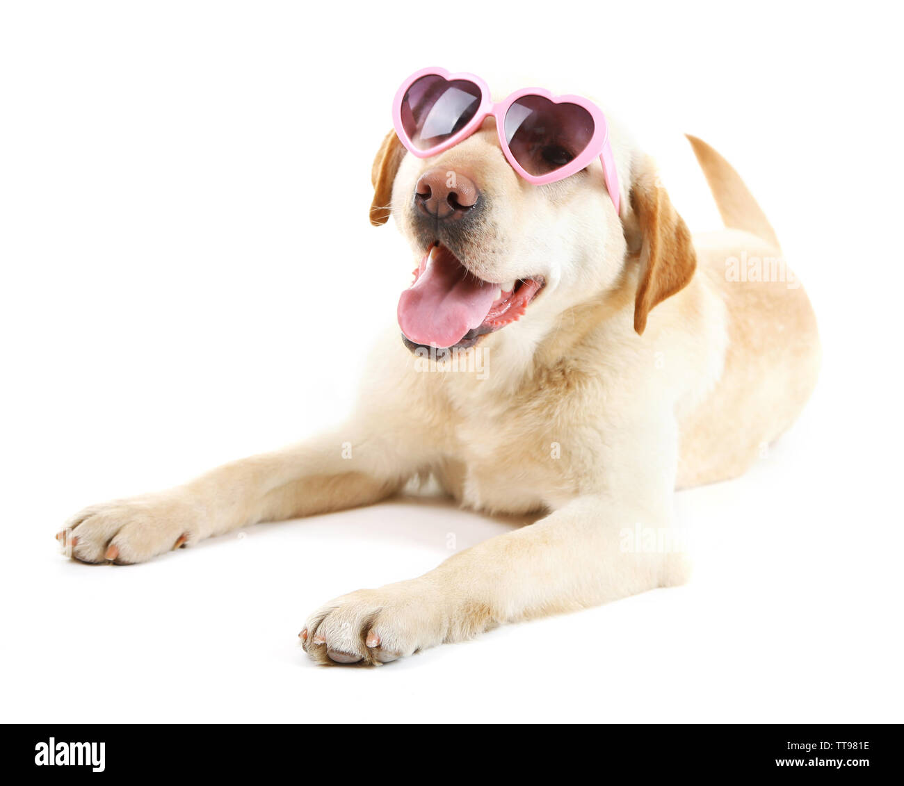 Cute dog with sunglasses isolated on white background Stock Photo - Alamy
