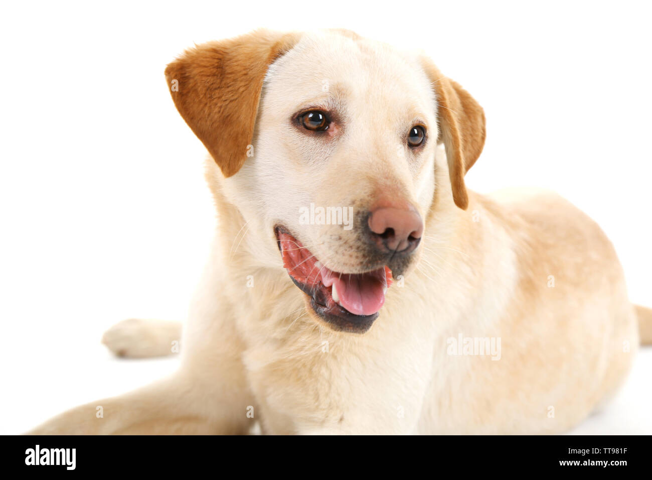 Cute dog isolated on white background Stock Photo - Alamy