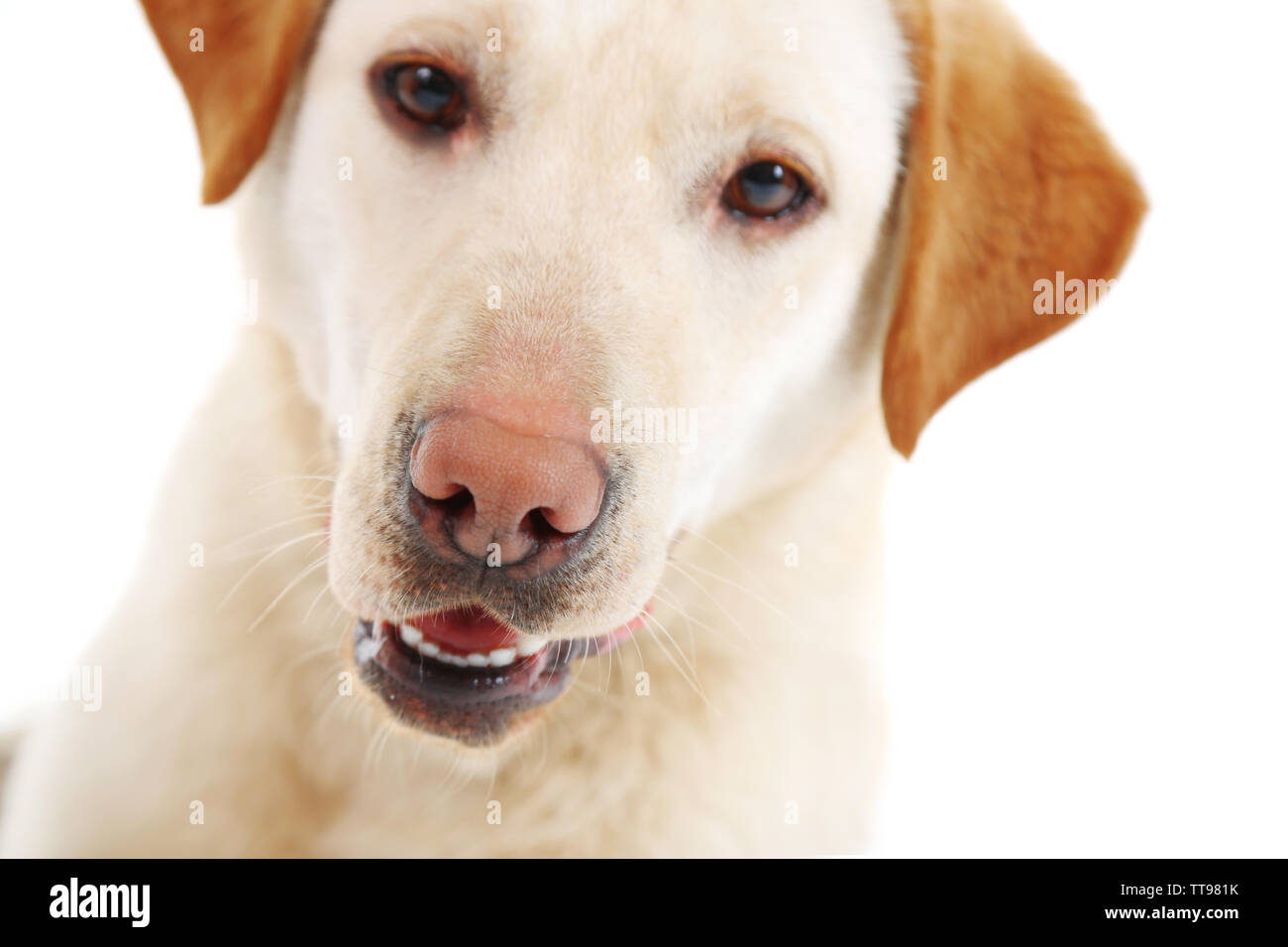 Cute dog isolated on white background Stock Photo - Alamy