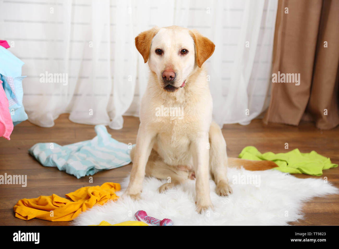 Dog in messy room Stock Photo