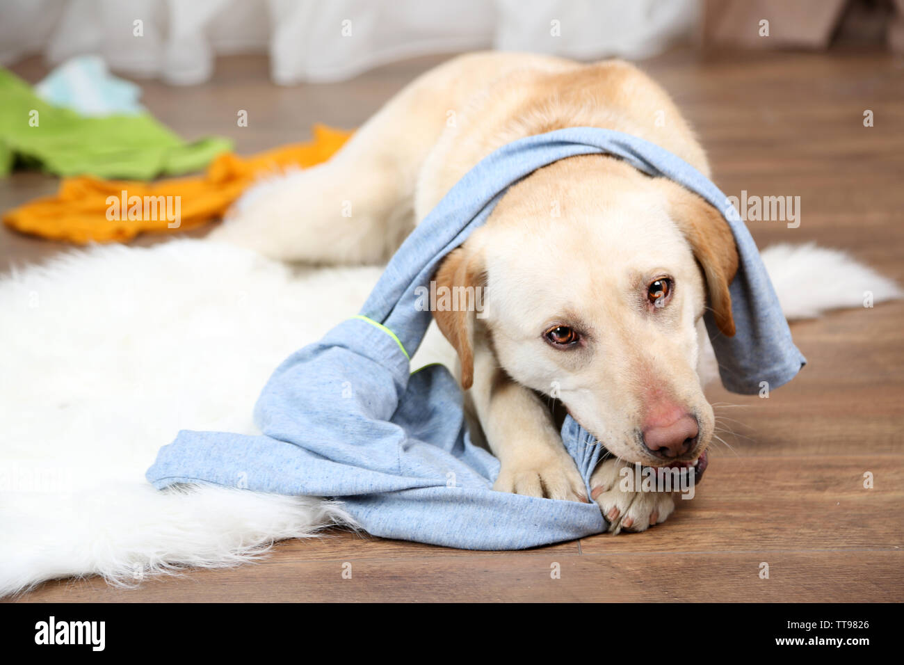 Dog in messy room Stock Photo