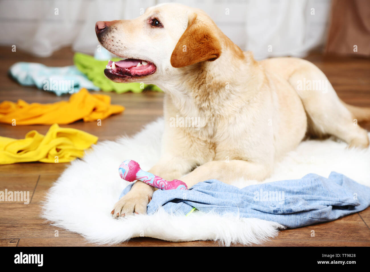 Dog in messy room Stock Photo Alamy