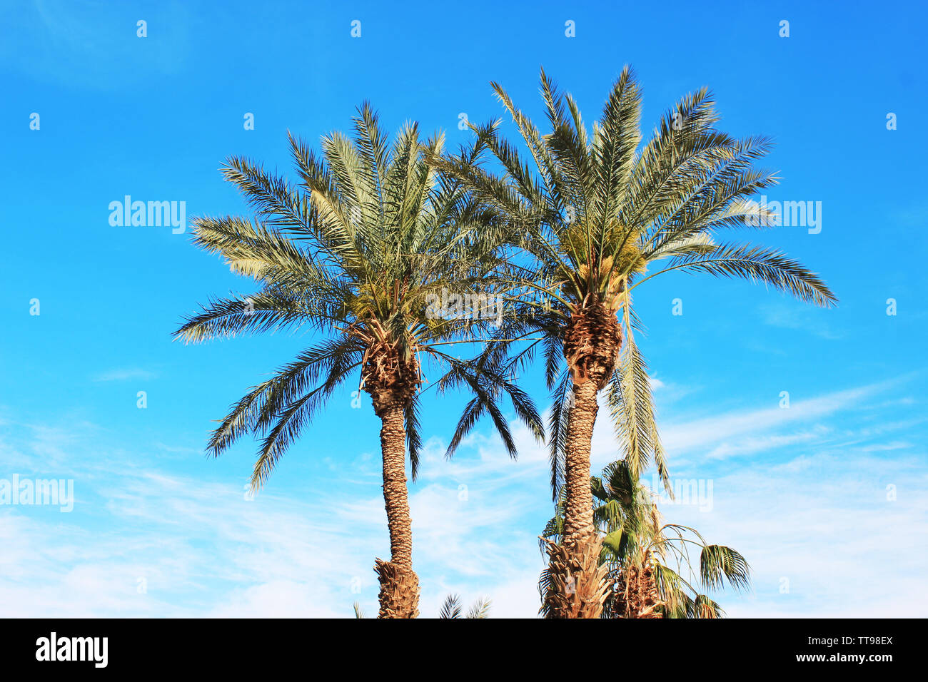 Palm tree on blue sky background Stock Photo - Alamy