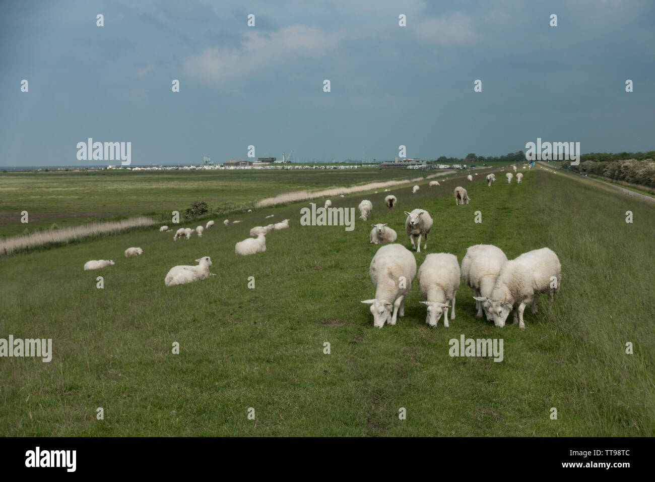 Sheep grazing on top of dyke sea defence. East Frisia, Lower Saxony, Germany Stock Photo