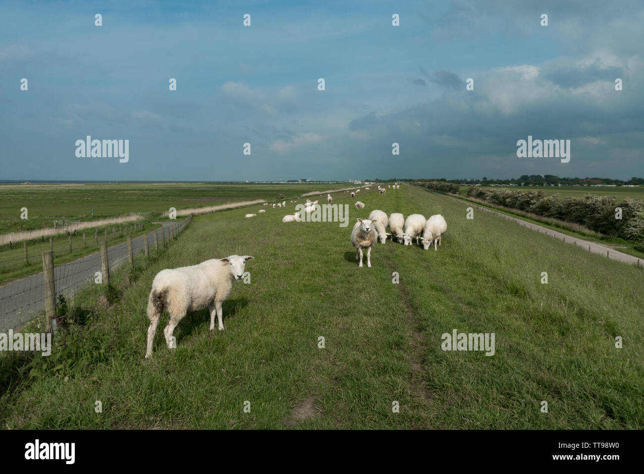 Sheep grazing on top of dyke sea defence. East Frisia, Lower Saxony, Germany Stock Photo