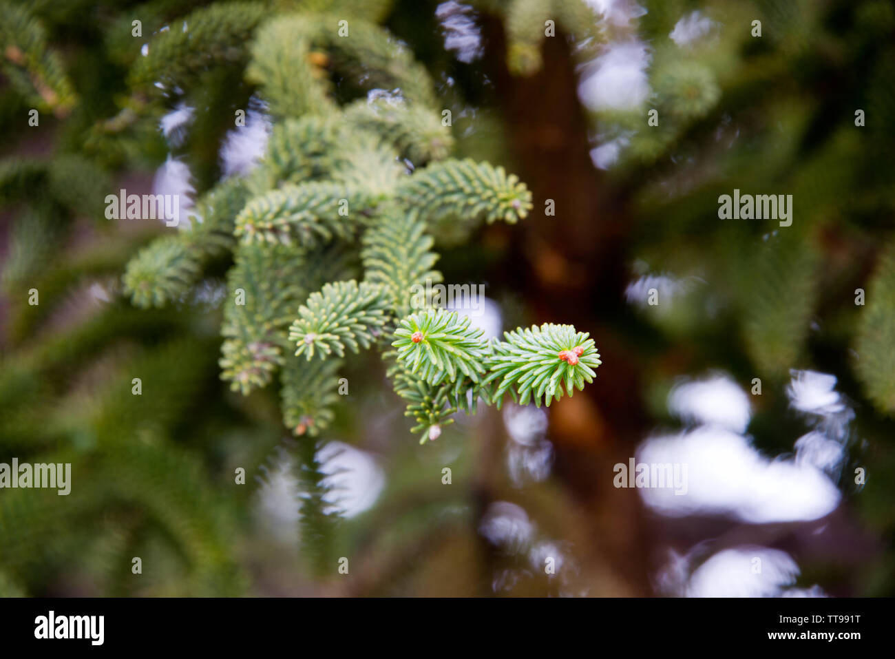 branch of spanish fir with radial leafs, ronda, andalusia Stock Photo
