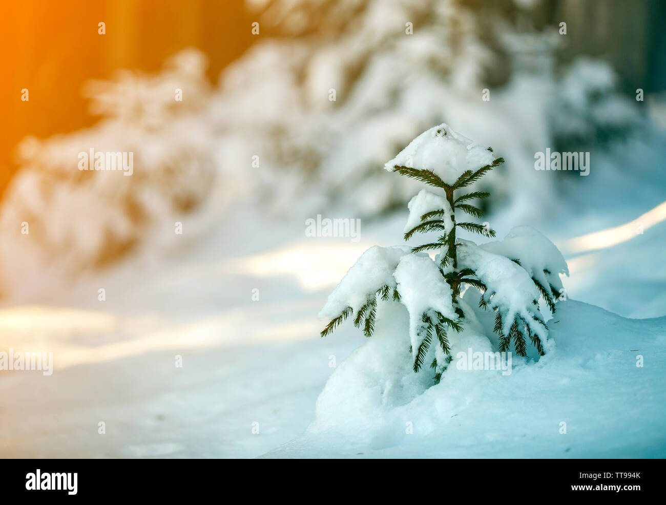 Young tender spruce tree with green needles covered with deep snow and ...