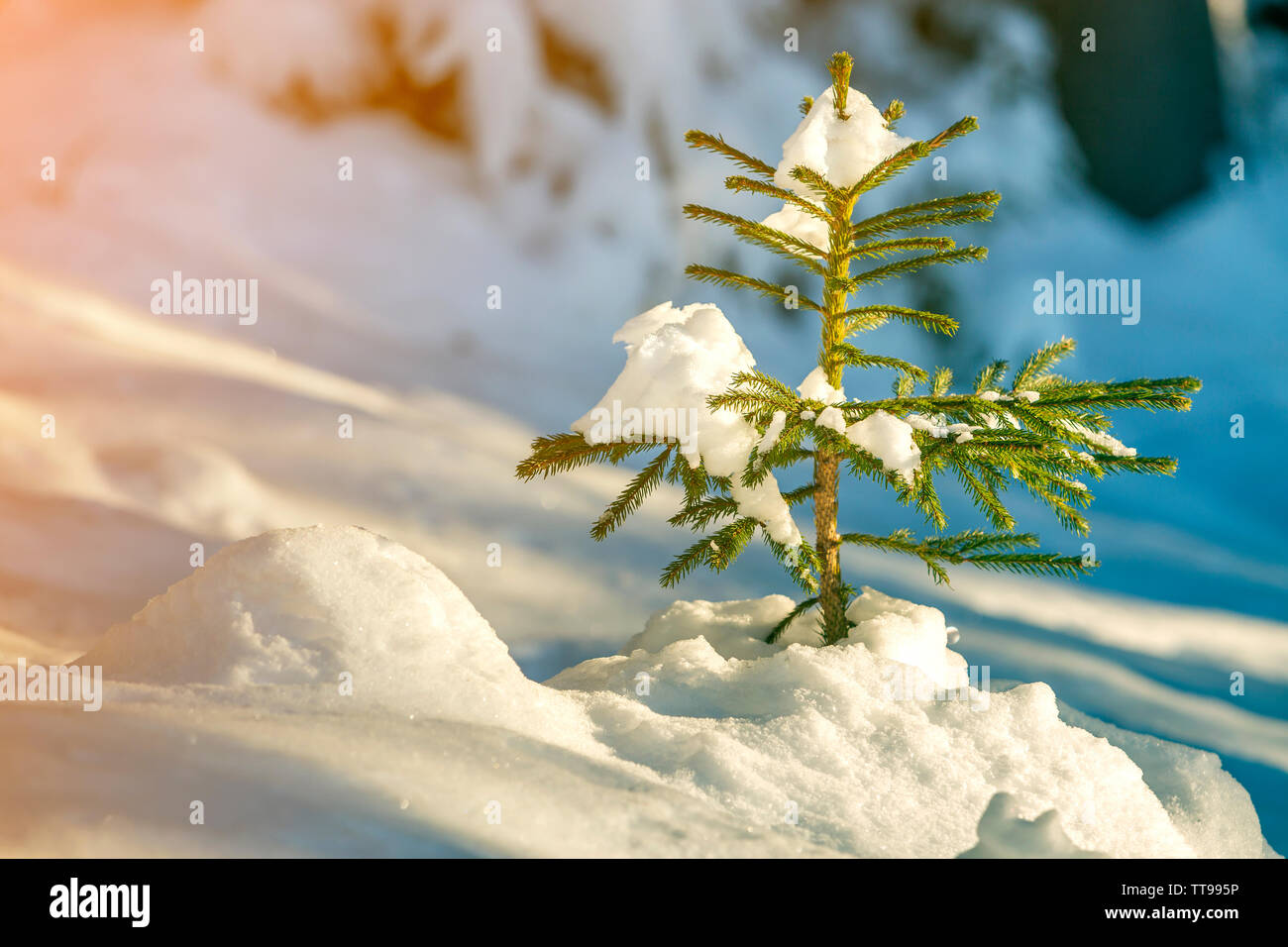 Young tender spruce tree with green needles covered with deep snow and ...