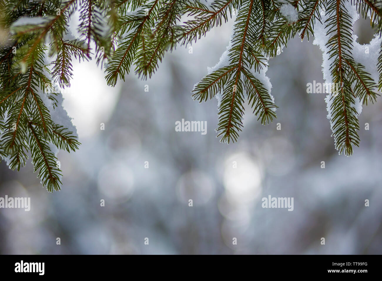 Pine tree branches with green needles covered with deep fresh clean snow on  blurred blue outdoors copy space background. Merry Christmas and Happy New  Stock Photo - Alamy
