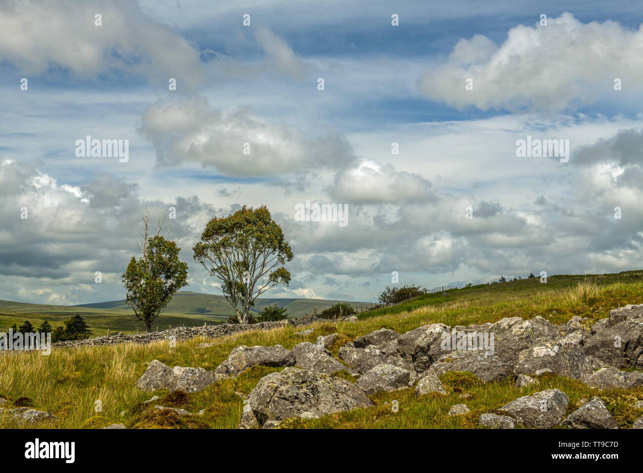 Brecon Beacons Landscape and a solitary Eucalyptus Tree, south Wales in summer Stock Photo