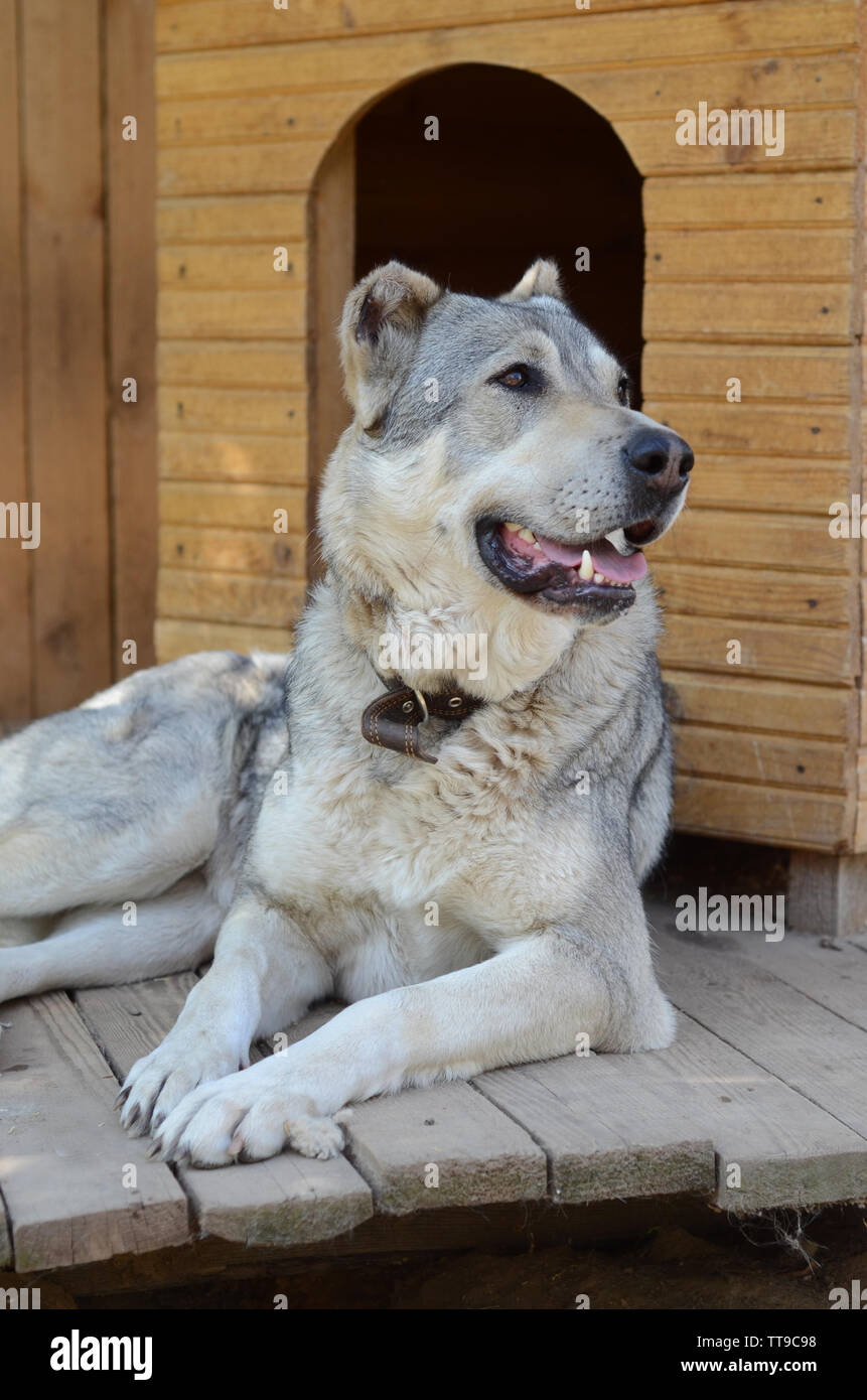 Most Central Asian shepherd dog lies near the booth Stock Photo