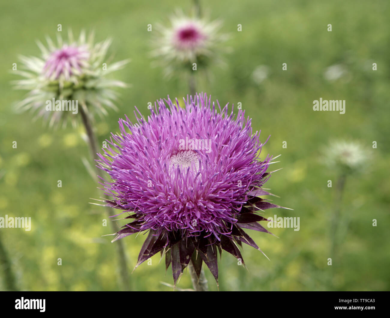 Purple thistle flower on a sunny afternoon Stock Photo