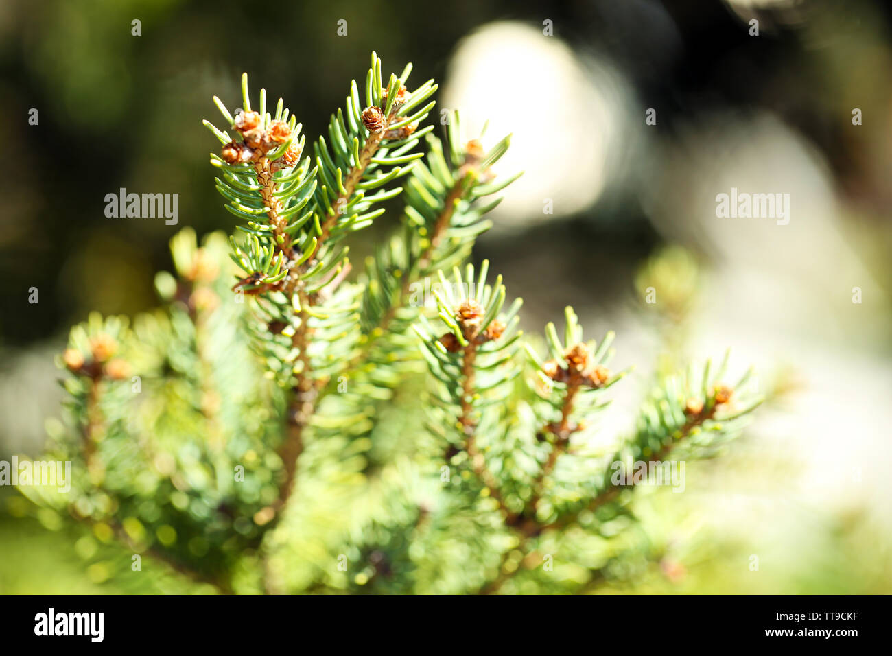 Beautiful firtree, outdoors Stock Photo Alamy