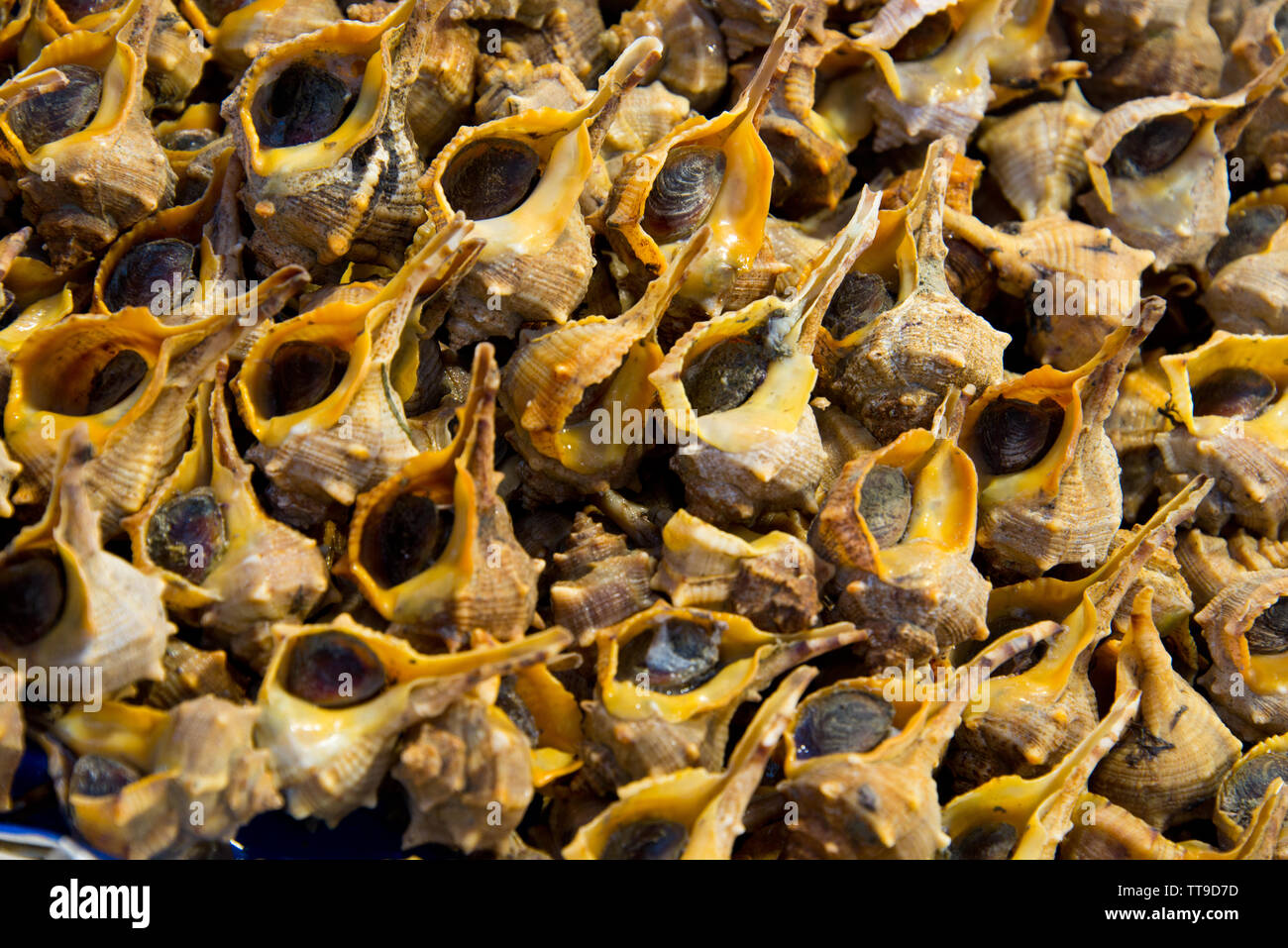 Bolinus brandaris sea snails on market stall in cadiz, andalusia, spain Stock Photo