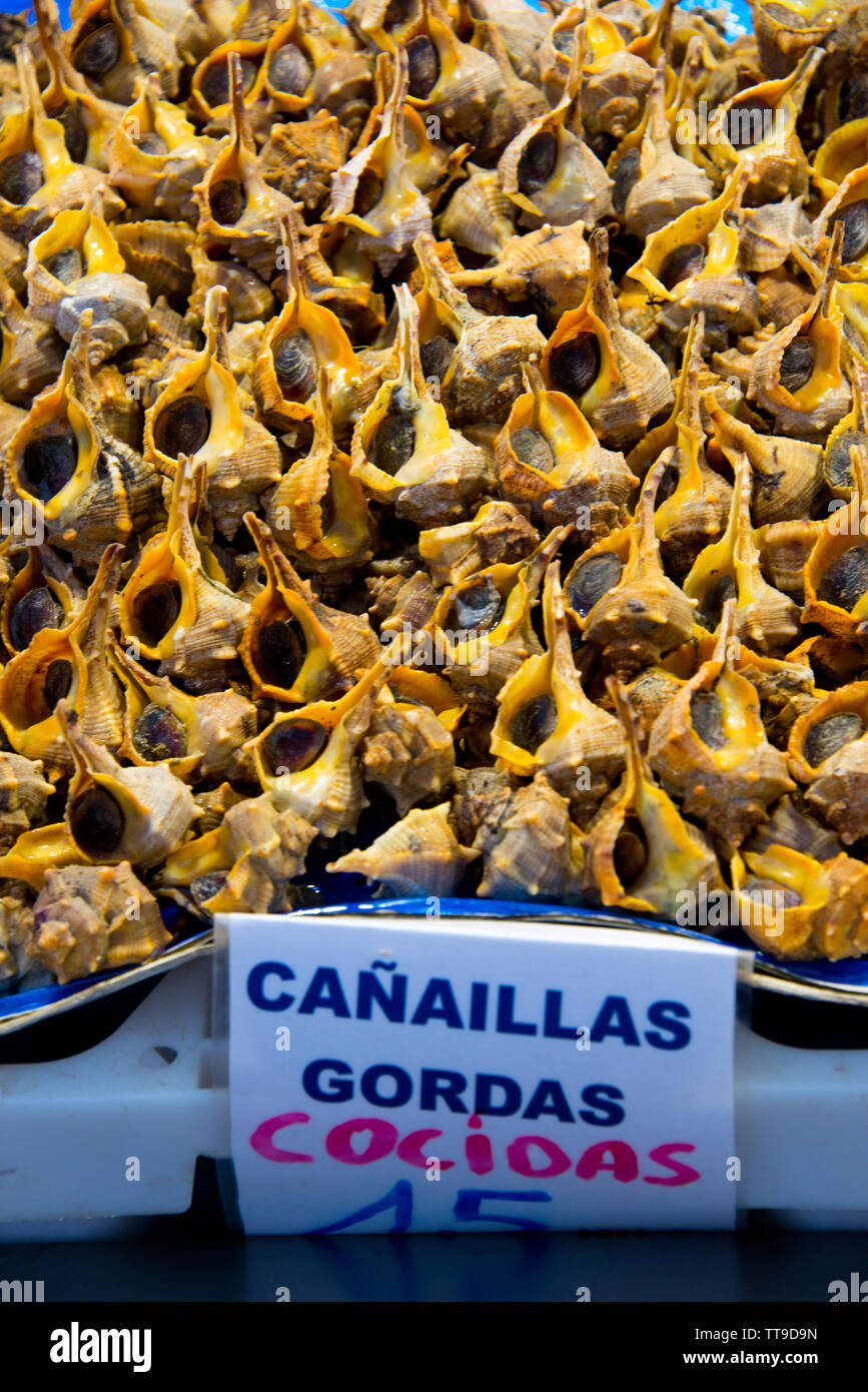 Bolinus brandaris sea snails on market stall in cadiz, andalusia, spain Stock Photo