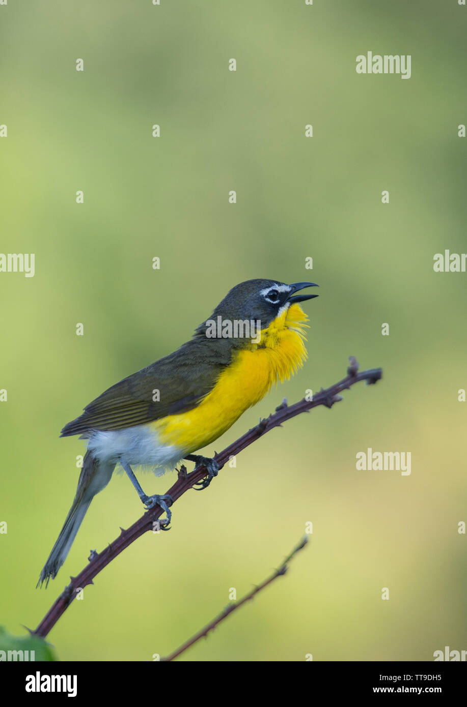Yellow Breasted Warbler Hi Res Stock Photography And Images Page 2 Alamy
