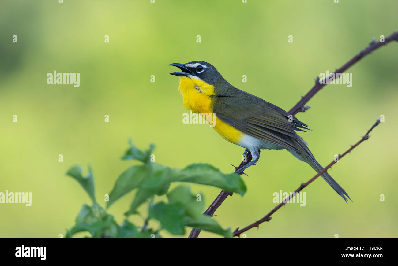 Yellow Breasted Warbler Hi Res Stock Photography And Images Page 2 Alamy