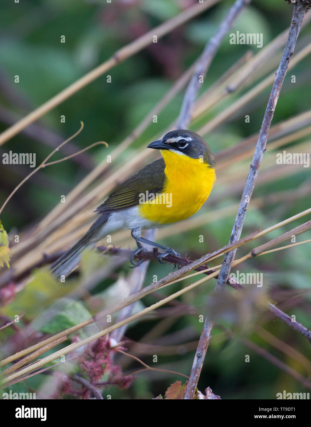 Yellow Breasted Warbler Hi Res Stock Photography And Images Page 2 Alamy