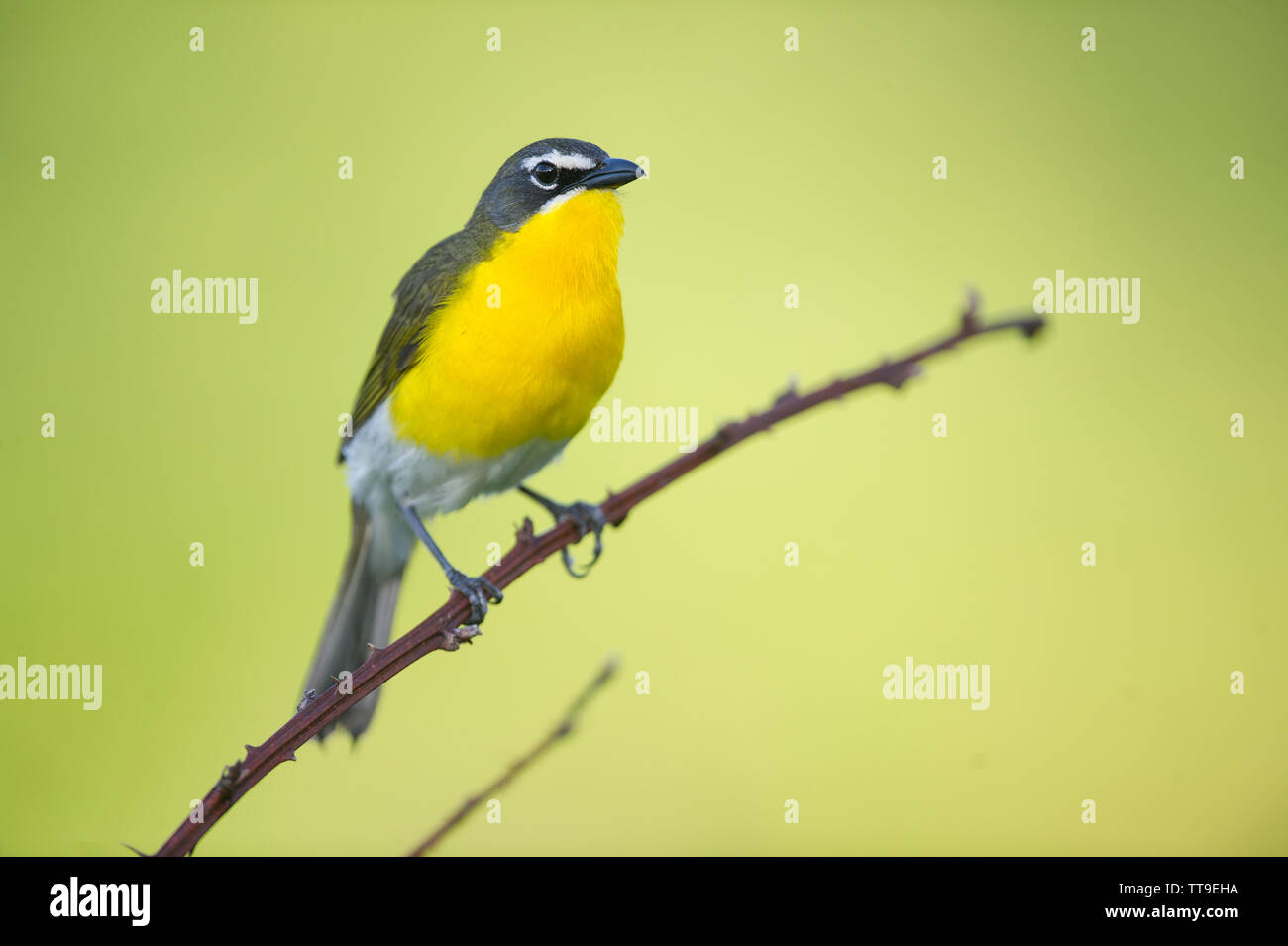 Yellow Breasted Warbler Hi Res Stock Photography And Images Page 2 Alamy