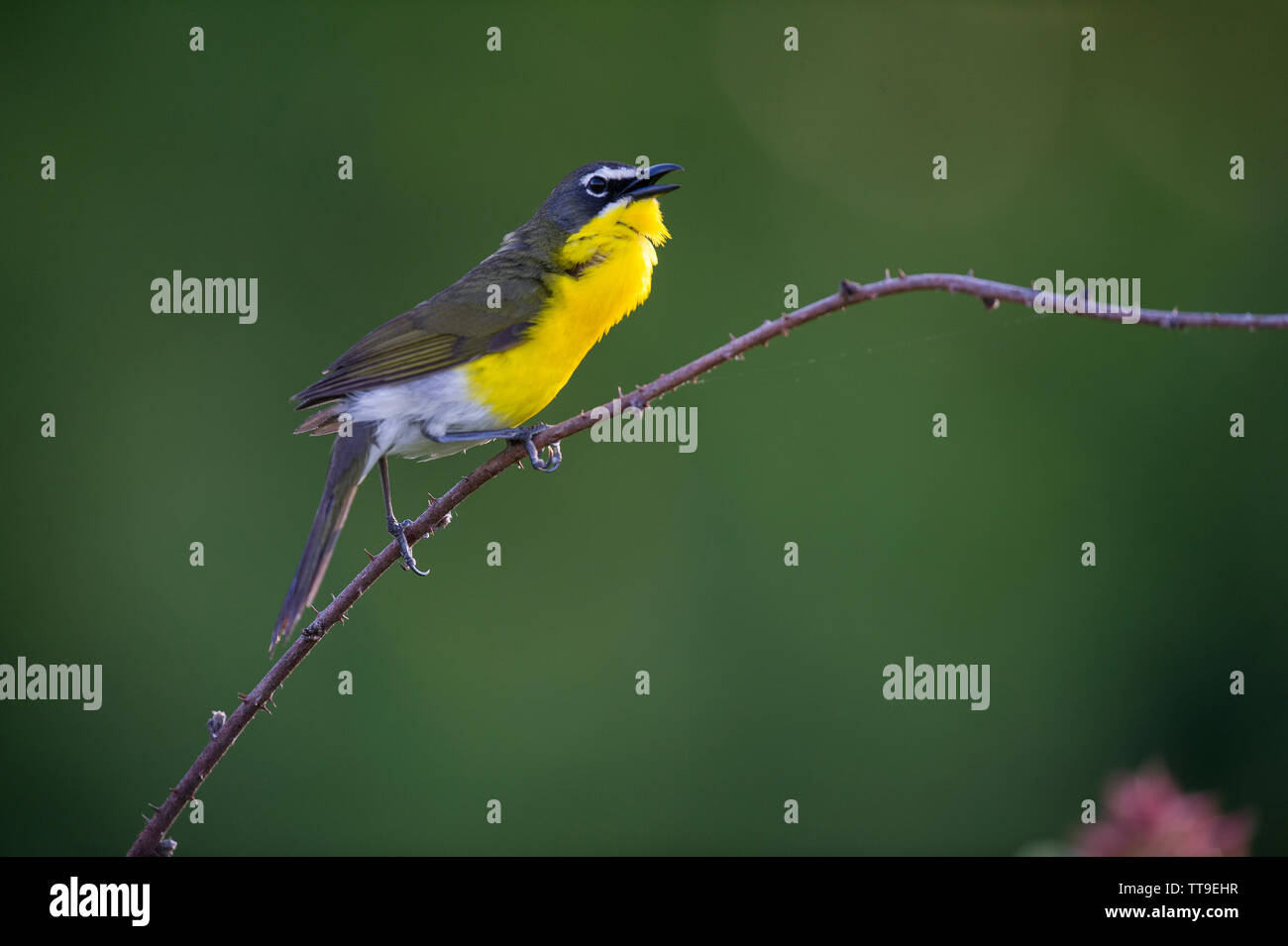 Yellow Breasted Warbler Hi Res Stock Photography And Images Page 2 Alamy