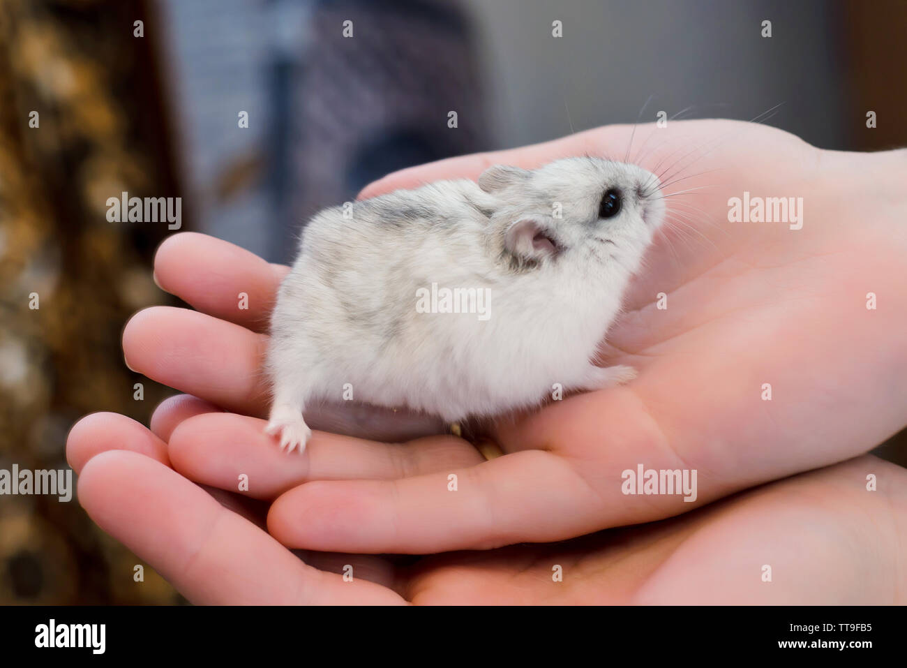 Little gray fluffy hamster sitting in the palm of your hand Stock Photo