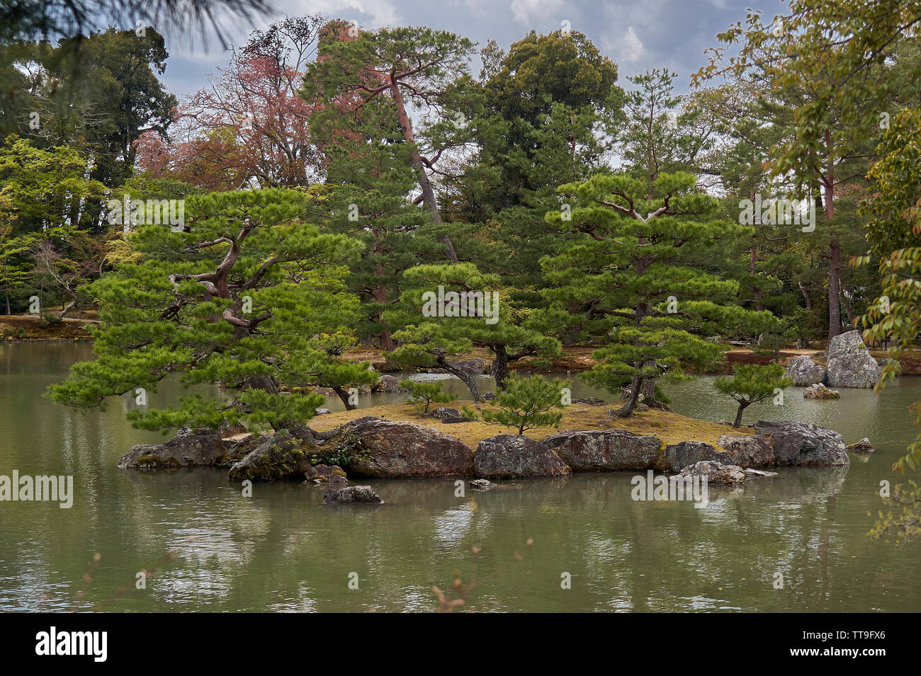 Black pine trees hi-res stock photography and images - Alamy