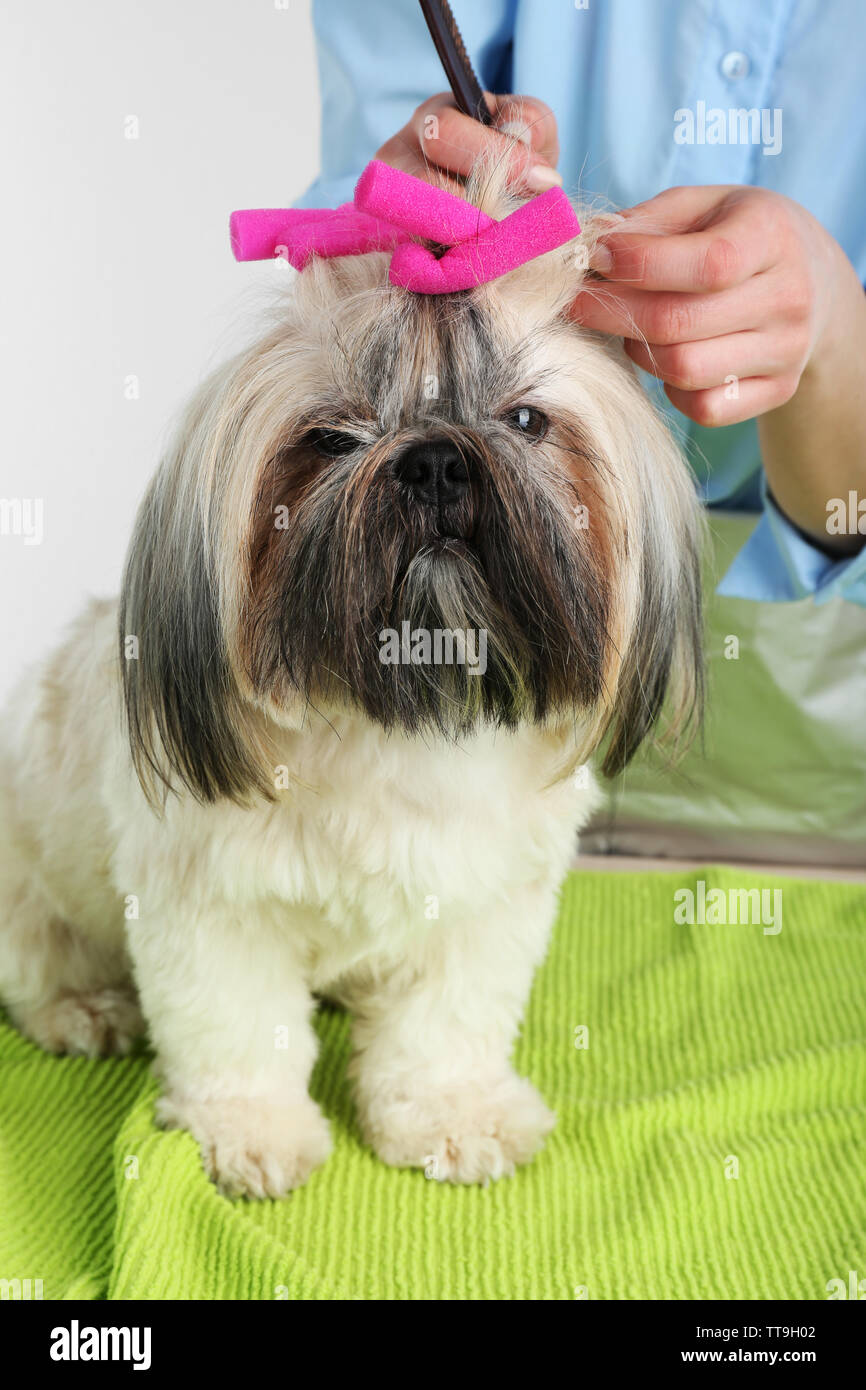 Page 14 Cute Puppy Closeup Adorable Fluffy High Resolution Stock Photography And Images Alamy