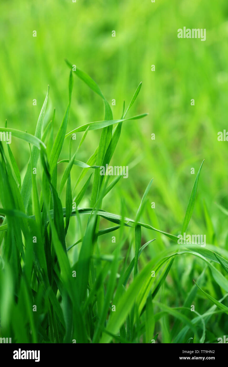 Green grass on nature background, close up Stock Photo - Alamy