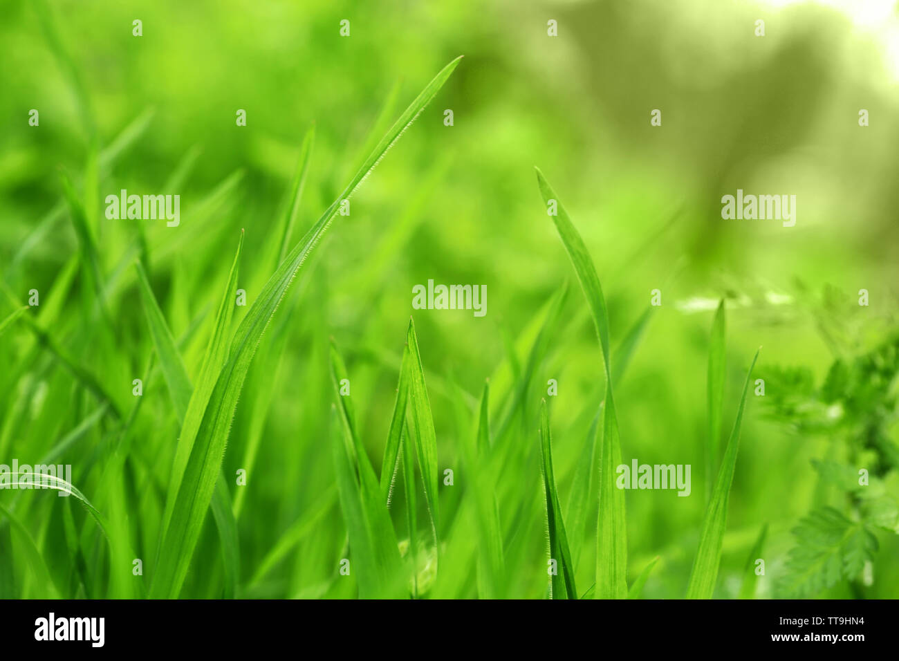 Green grass on nature background, close up Stock Photo - Alamy