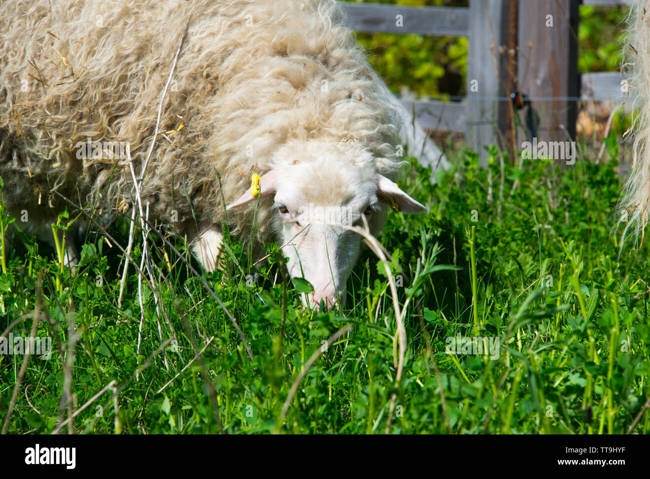 flock of skudde sheep. skudde are one of the oldest domesticated sheep races and listed in the IUCN red list of threatened  species Stock Photo