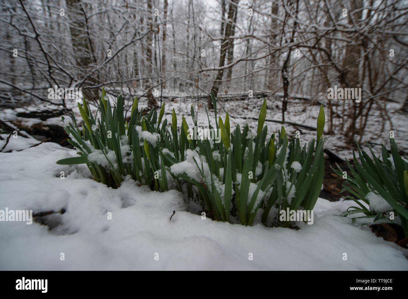 UNITED STATES: MARCH 20, 2015: A late season snow storm on the first day of spring in the Blueridge Mountains of Virginia laid down about four inches Stock Photo