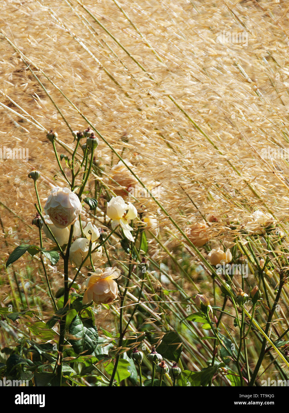 Soft apricot roses beside a field of corn possibly Rosa 'Jude the Obscure' Stock Photo