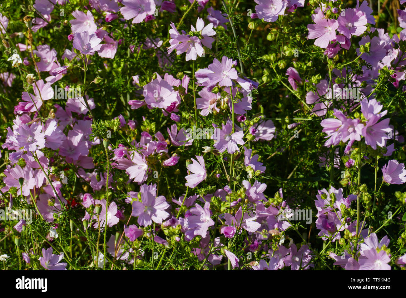 Moschus Malve, blüht in der Natur, auf einer Wiese im Sommer Stock Photo
