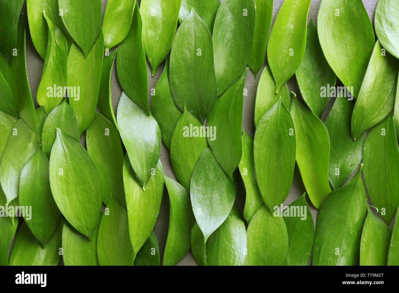 Background with fresh green leaves, close up Stock Photo - Alamy