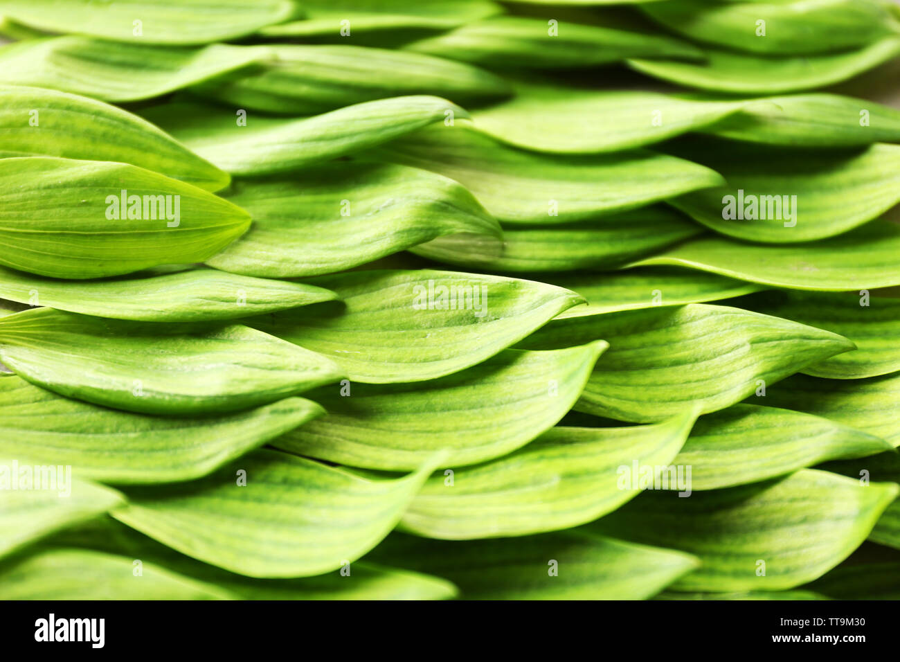 Background with fresh green leaves, close up Stock Photo - Alamy