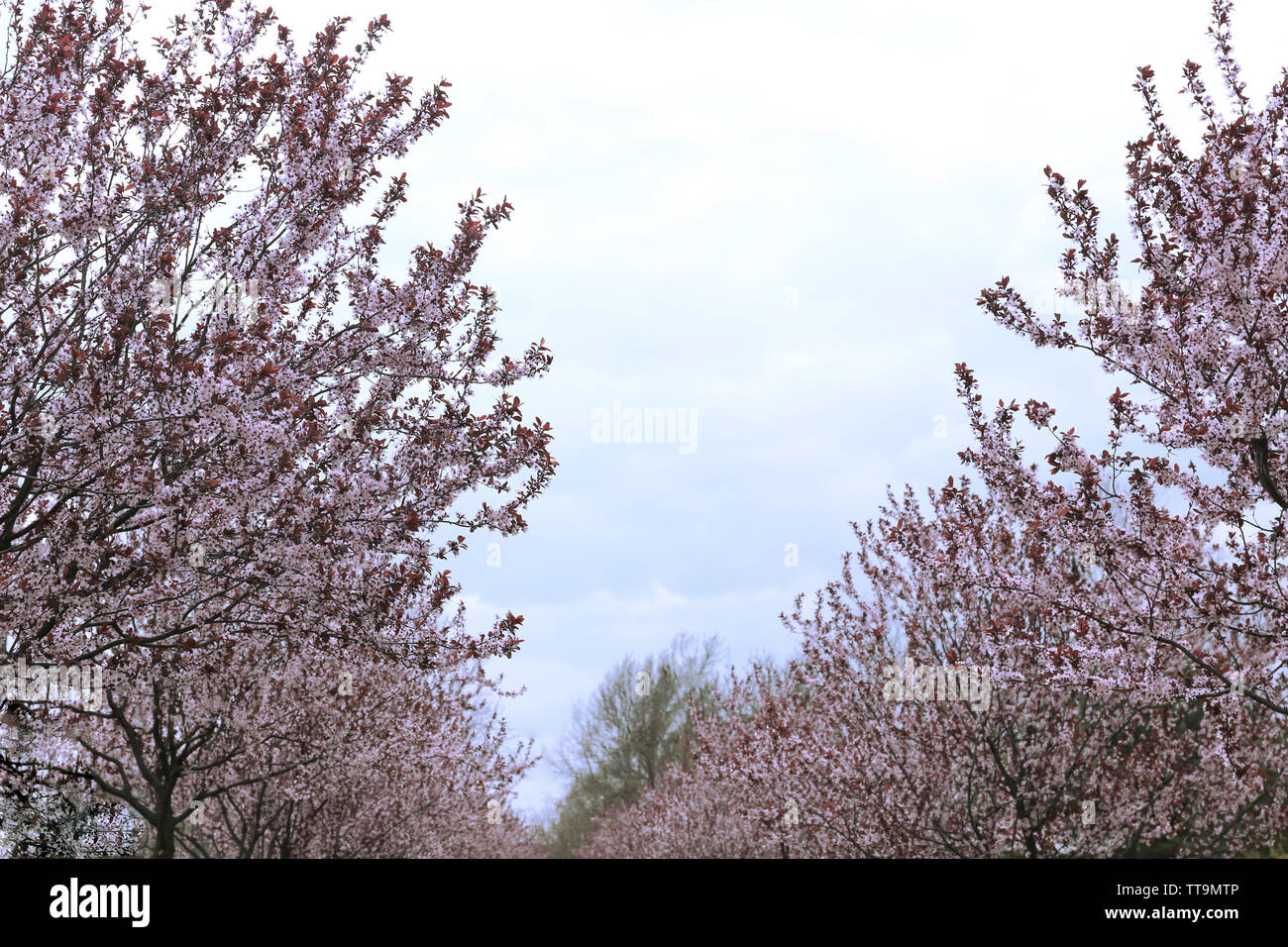 Beautiful flowering tree on blue sky background Stock Photo - Alamy