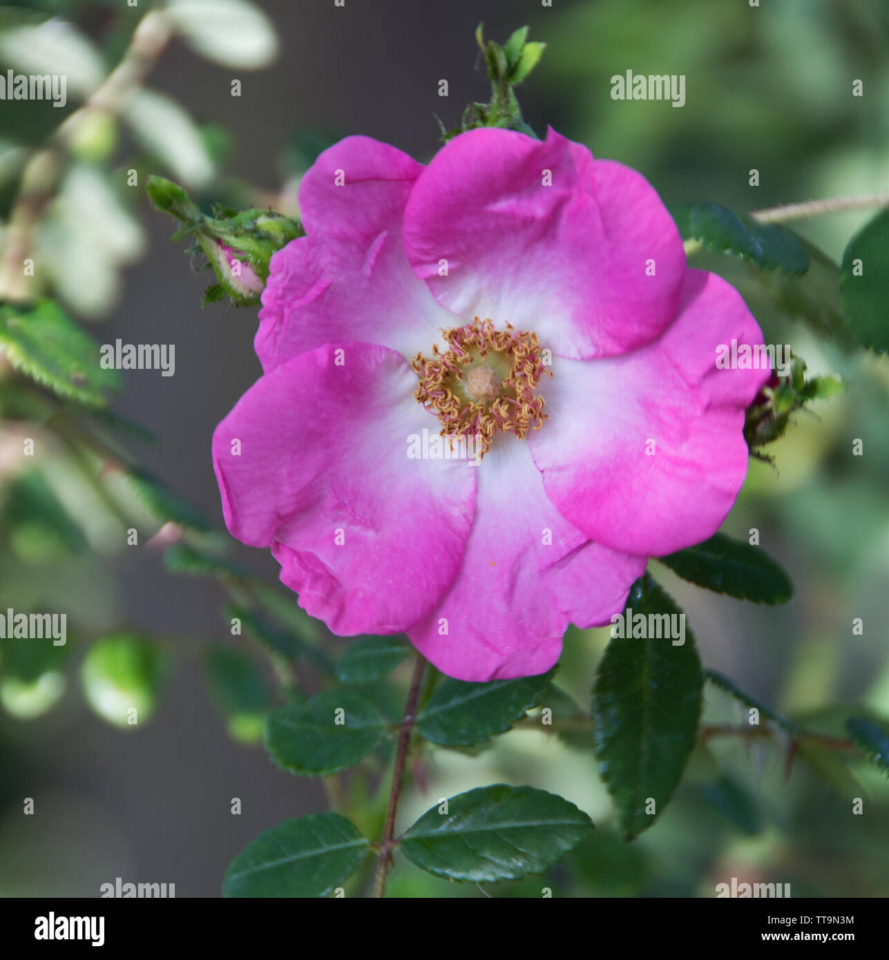 Rosa gallica, the Gallic rose, French rose, or rose of Provins, is a
