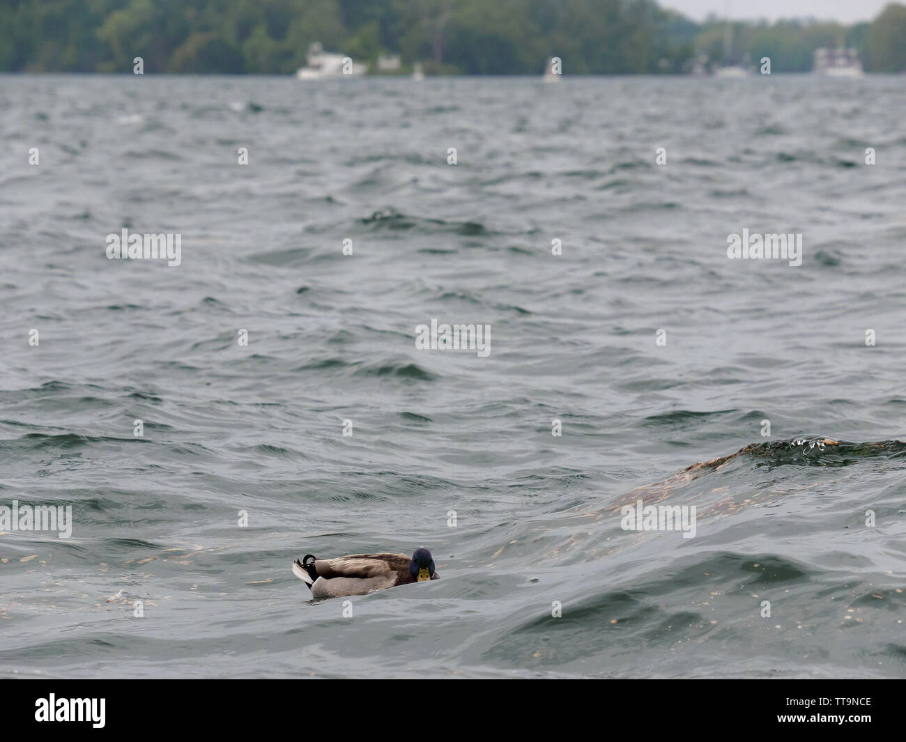 Toronto, Canada. 15th June, 2019. Male mallard with green head and brown body riding the waves in harbour. Stock Photo
