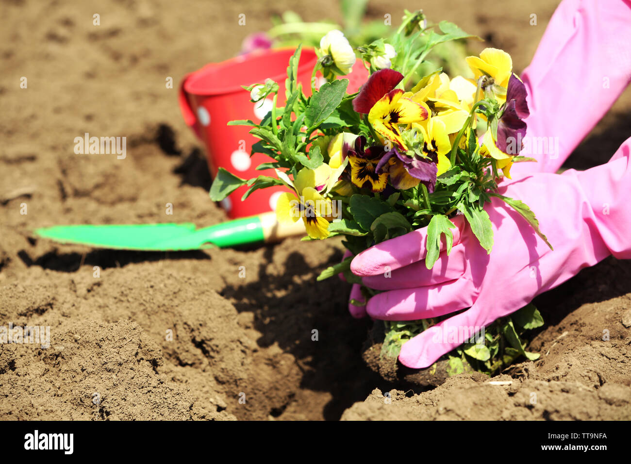 Female hands in pink gloves planting flowers, close-up Stock Photo - Alamy