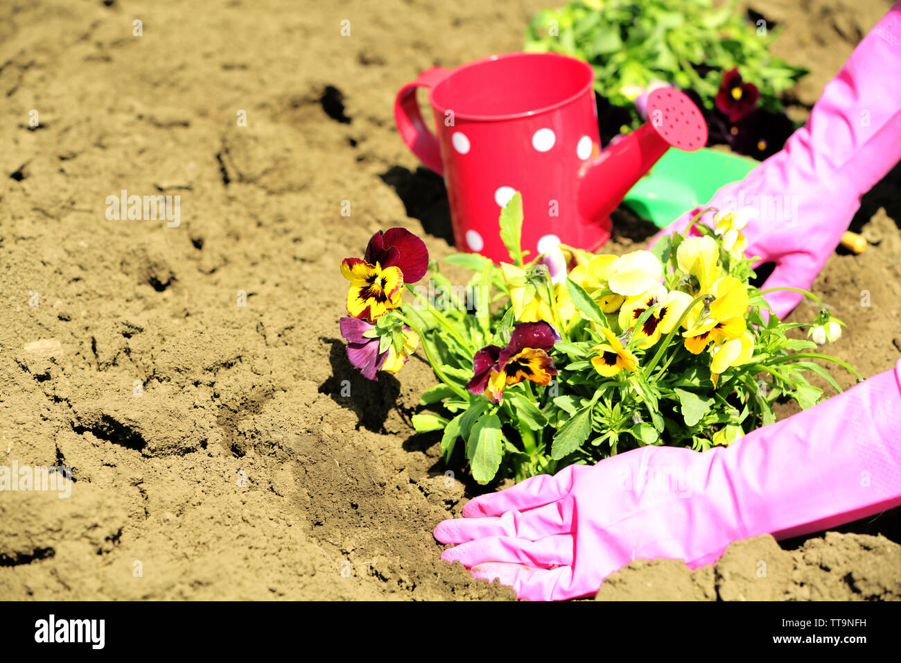 Female hands in pink gloves planting flowers, close-up Stock Photo - Alamy