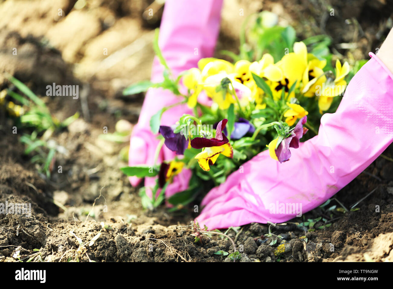 Female hands in pink gloves planting flowers, close-up Stock Photo - Alamy