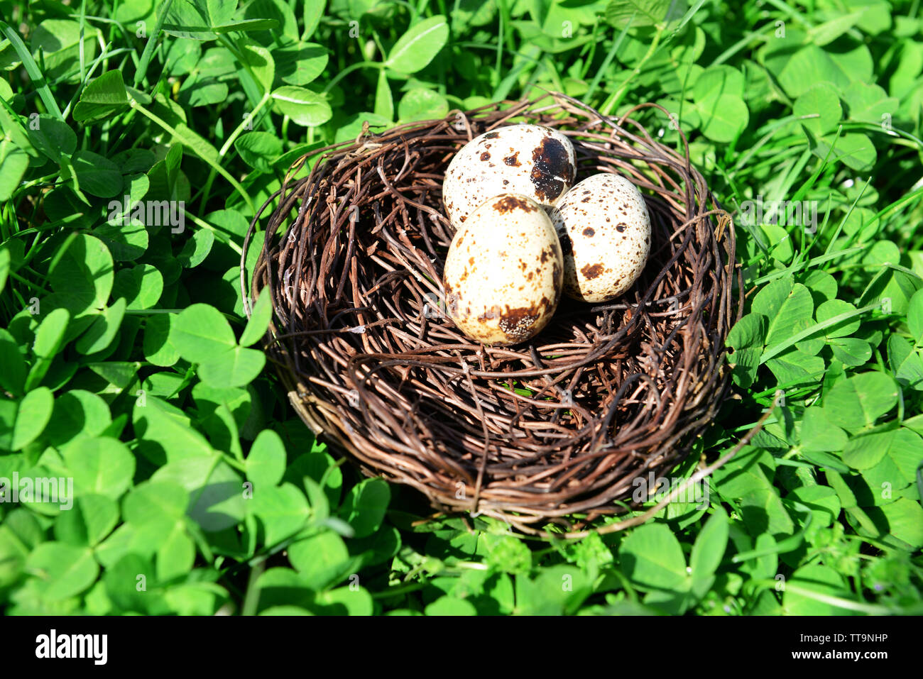 Nest with bird eggs over green bush background Stock Photo - Alamy