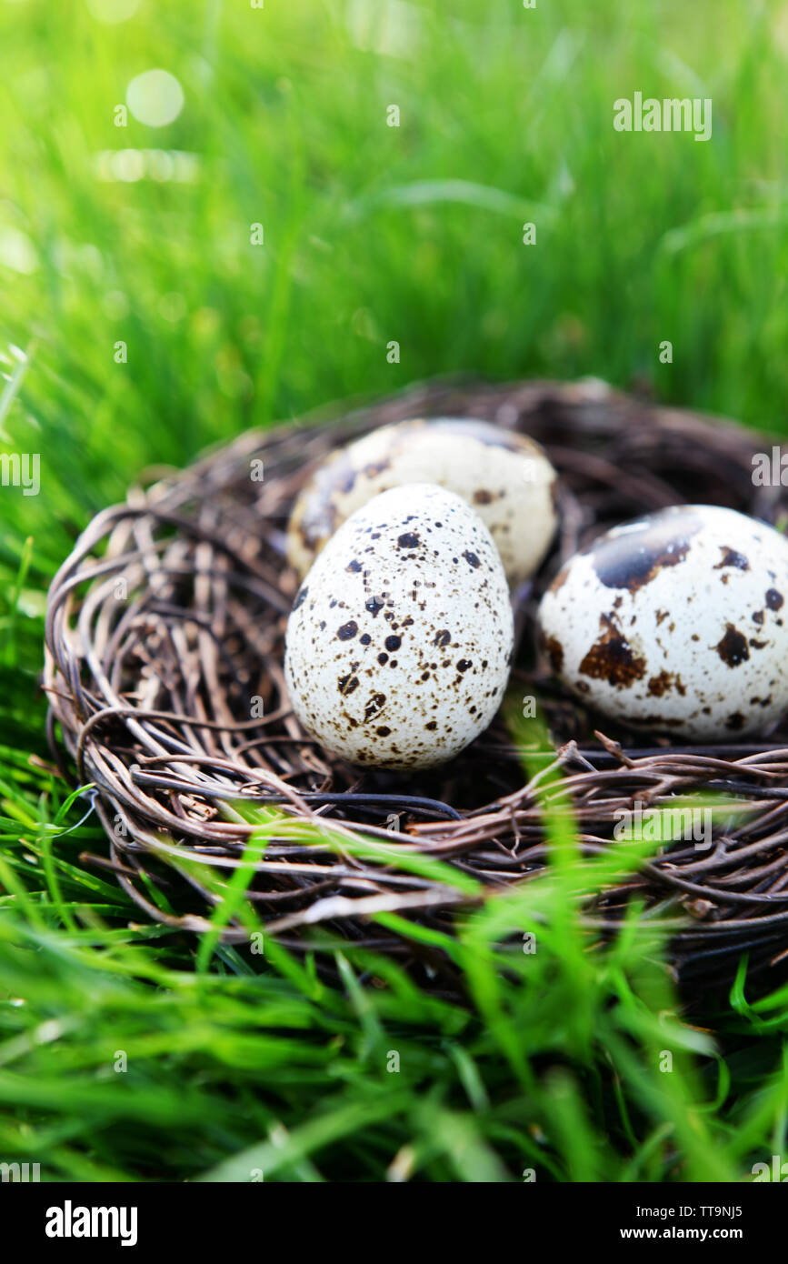 Nest with bird eggs over green grass background Stock Photo - Alamy