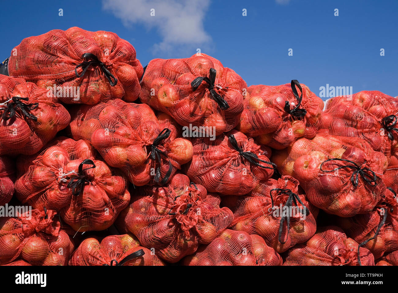 Harvested apples in fishnet bags Stock Photo
