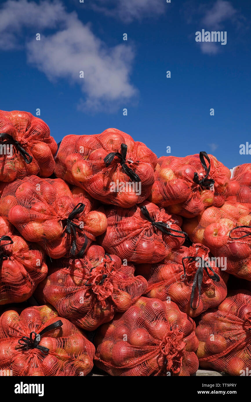 Harvested apples in fishnet bags Stock Photo