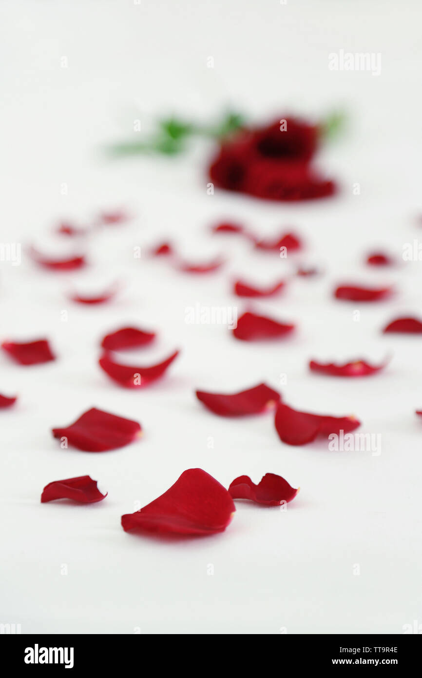 Red petals on bed, close up Stock Photo